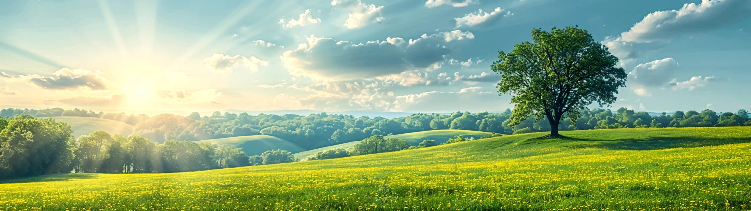 collection-banner-image